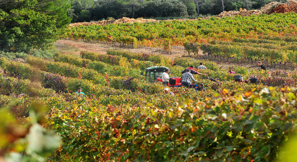 Alliance subtile des dons de la nature et du savoir-faire de l’homme, le vin est produit avec la plus grande précision.