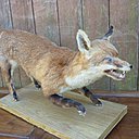 La taxidermie revient à la mode ; voilà une occasion parfaite pour arpenter les allées des brocantes.