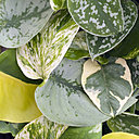 Si des taches brunes apparaissent sur les feuilles du scindapsus, cela signifie qu’il est trop arrosé.