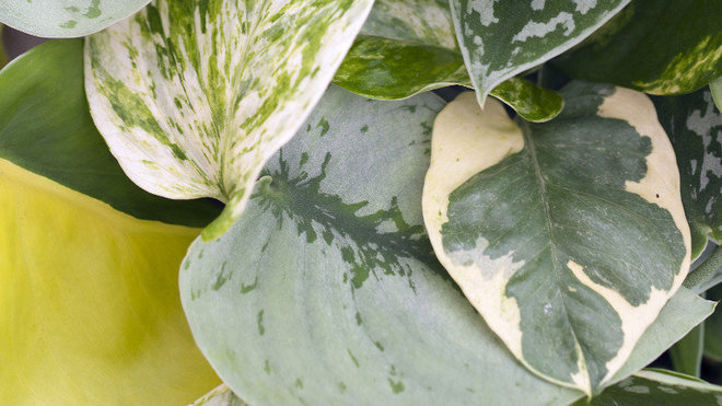 Si des taches brunes apparaissent sur les feuilles du scindapsus, cela signifie qu’il est trop arrosé.