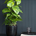 Un tuteur en mousse est idéal pour maintenir le scindapsus dans une atmosphère humide.