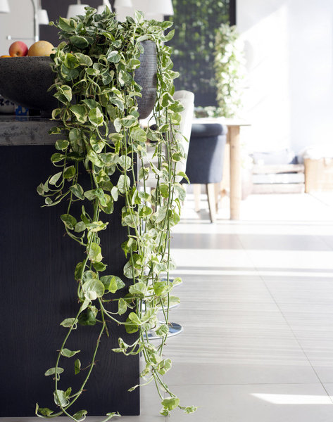 Les lianes du scindapsus peuvent se développer jusqu’à atteindre 2 mètres de long.