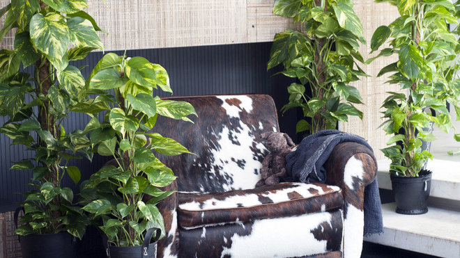 Sa facilité à grimper tant qu’un support se présente, a donné au scindapsus son surnom de lierre du diable.