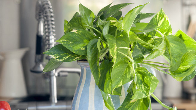 Les lianes du scindapsus sont si vivaces, qu’une fois coupées, il est possible de les replanter.