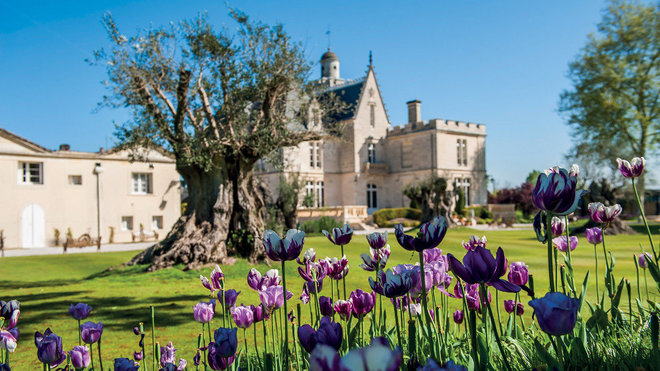 Une collection d’oliviers millénaires a planté ses racines sur le domaine du Château Pape Clément.