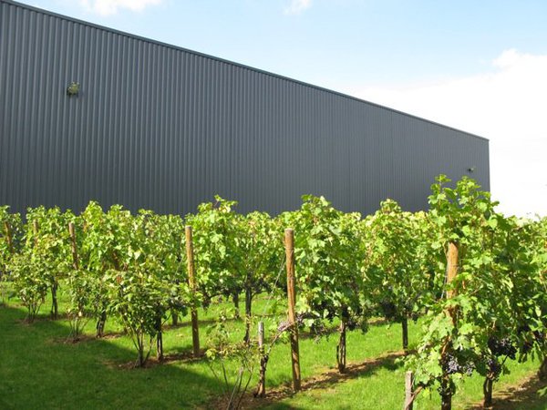 L’entreprise Meljac offre à chacun de ses employés un pied de vigne. Un clin d’œil du patron, André Bousquet, à l’Aveyron, sa région natale.