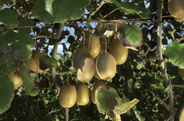 A l’origine, le kiwi était appelé groseille de Chine. Il n’a pris son nom actuel qu’en 1974.