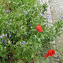 Coquelicots et bleuets fleurissent au pied des arbres du village de Gennevilliers.