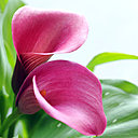 La forme cylindrique ondulée de la calla rappelle le pavillon des instruments à vent.