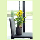 Les longues tiges de la calla peuvent atteignent en moyenne 40 à 55 centimètres, une taille idéale pour la composition de bouquets.