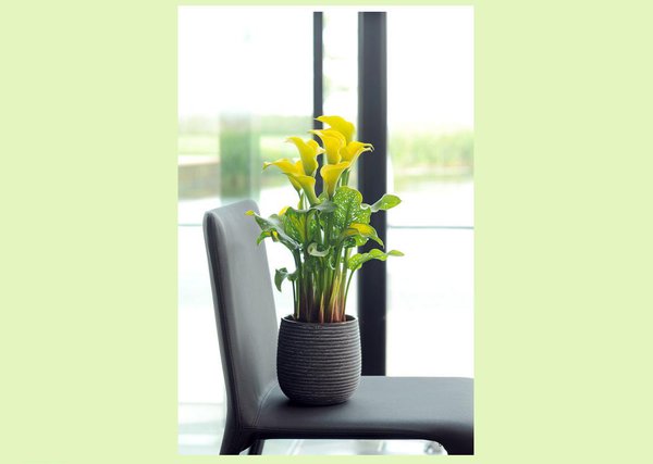 Les longues tiges de la calla peuvent atteignent en moyenne 40 à 55 centimètres, une taille idéale pour la composition de bouquets.