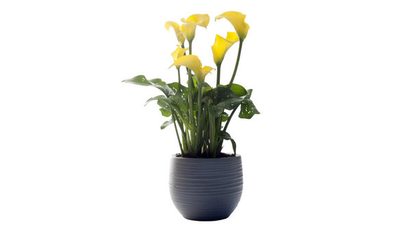 Le nom de calla vient du grec « kalos» qui veut dire « beau ». Le second nom de cette fleur, Zantedeschia, est un hommage à Giovanni Zantedeschi, éminent botaniste italien du début du 19e siècle.