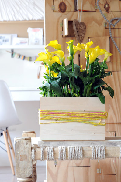 La plantation de la calla se fait au printemps de mars à mai pour une floraison estivale de juin à octobre.