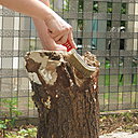 Etape 1 : Brosser vigoureusement la souche du tronc d’arbre afin d’enlever les parties non adhérentes. Utiliser pour cela une brosse métallique.