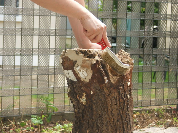 Etape 1 : Brosser vigoureusement la souche du tronc d’arbre afin d’enlever les parties non adhérentes. Utiliser pour cela une brosse métallique.