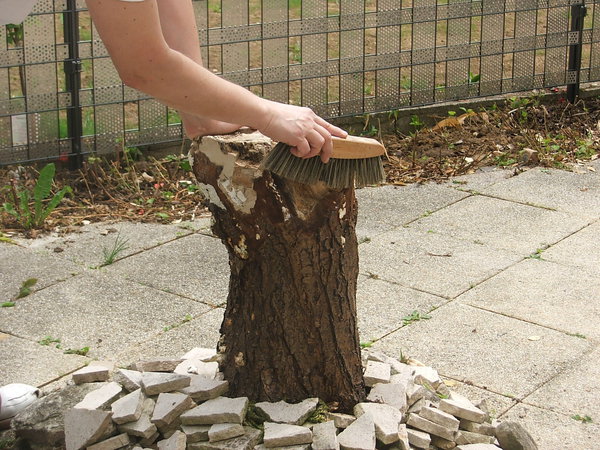 Etape 2 : Épousseter les fines particules de bois de la souche du tronc d’arbre.