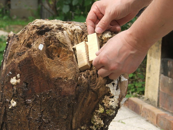 Etape 6 : Placer les morceaux de bois découpés dans les parties creuses et endommagées de la souche du tronc d’arbre, surtout sur le dessus de la partie devant recevoir le plateau.