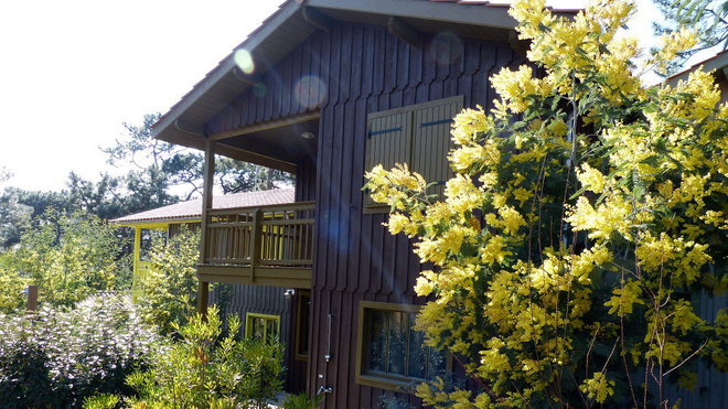 Le mimosa, cet arbre aux fleurs jaunes en forme de pompon, fleurit dès fin février et jusqu’à la fin de l’été.