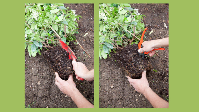 Etape 2 : Incisez la motte de moitié avec un sécateur, puis élargissez l’incision avec un transplantoir. Cela va permettre à la plante de démêler et d’étendre son réseau de racines. Etape 2 : Incisez la motte de moitié avec un sécateur, puis élargissez l’incision avec un transplantoir. Cela va permettre à la plante de démêler et d’étendre son réseau de racines.