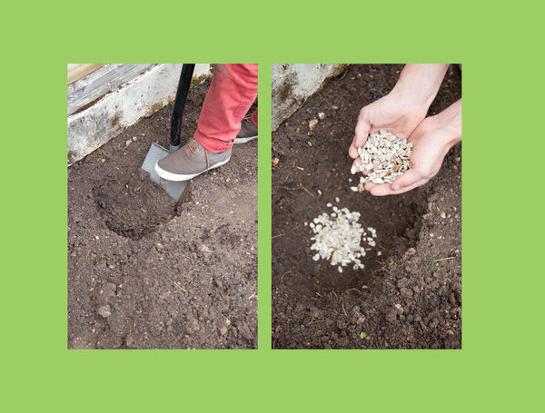Etape 3 : Creusez un trou deux fois plus grand que la motte, et placez une couche de gravillons au fond du trou pour un meilleur drainage.