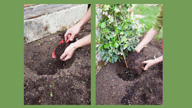 Etape 5 : Ajoutez une couche du mélange de l’étape 4 au fond du trou, puis placez la motte du jasmin dans le trou. Remplissez le trou avec ce même mélange. Etape 5 : Ajoutez une couche du mélange de l’étape 4 au fond du trou, puis placez la motte du jasmin dans le trou. Remplissez le trou avec ce même mélange.