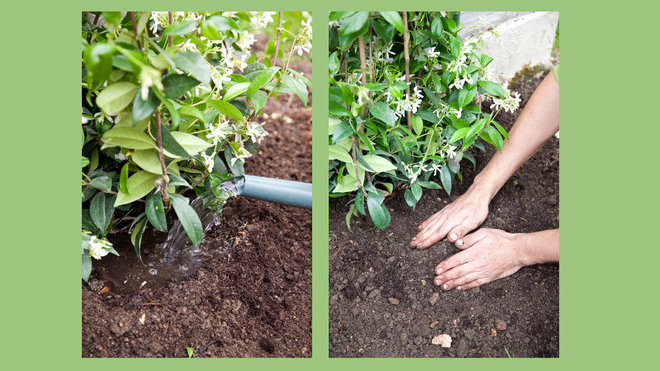 Etape 6 : Tassez à la main ou à l’aide d’un transplantoir en formant une cuvette d’arrosage d’environ 10 centimètres de diamètre, puis arrosez abondamment. Etape 6 : Tassez à la main ou à l’aide d’un transplantoir en formant une cuvette d’arrosage d’environ 10 centimètres de diamètre, puis arrosez abondamment.