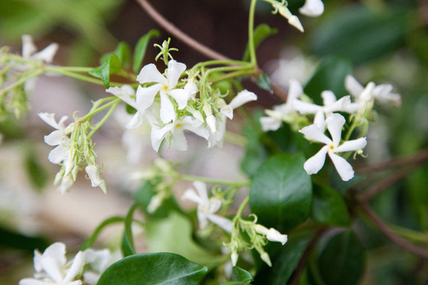 Le jasmin se plante de mars à juin pour une floraison de juin à septembre.