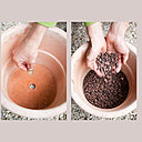 Etape 1 : Bouchez le trou de drainage du pot en terre cuite avec un caillou plat, puis placez une couche de billes d’argiles à 1/5e de la hauteur du pot.