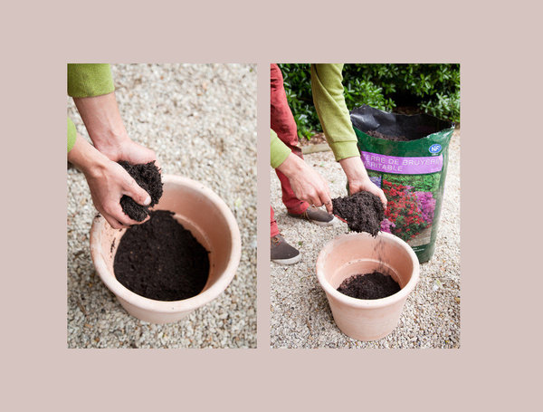 Etape 2 : Dans le pot, ajoutez une couche de terre de bruyère en l’aérant bien, à la main ou au transplantoir.