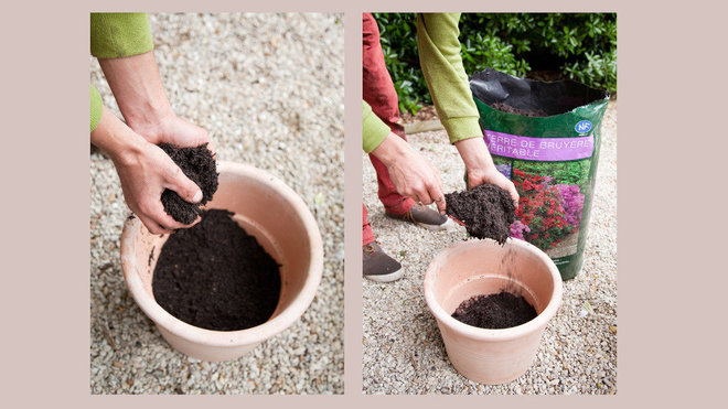 Etape 2 : Dans le pot, ajoutez une couche de terre de bruyère en l’aérant bien, à la main ou au transplantoir.