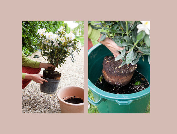 Etape 3 : Dépotez le choysia, et immergez la motte dans un bac rempli d’eau, jusqu’à ce que les bulles cessent de remonter à la surface.