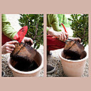 Etape 4 : Incisez la motte à l’aide d’un transplantoir ou d’un sécateur.