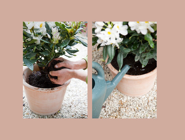 Etape 5 : Vérifiez que le trou est bien deux fois plus grand que la motte, puis placez-la dans le pot. Comblez le trou avec de la terre de bruyère en tassant. Arrosez abondamment.