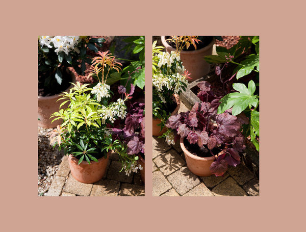 Etape 6 : Répétez les étapes 1 à 5 pour les autres végétaux à planter en pot, le pieris et l’heuchère.