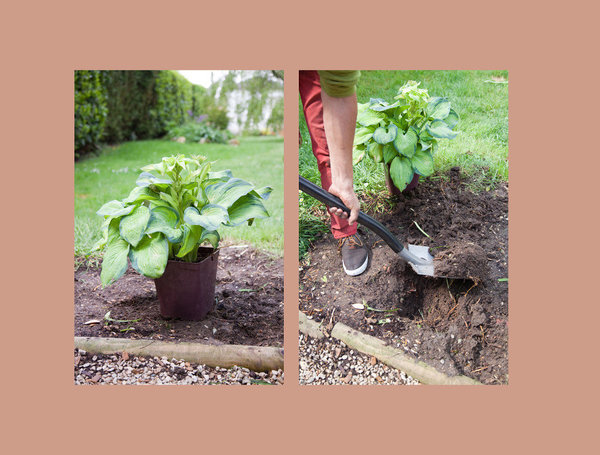Etape 7 : Choisissez le futur emplacement du bosquet sur votre terrain en y disposant les plantes encore en pot. Puis, creusez un trou d’un volume deux fois supérieur à celui de la motte des végétaux que vous allez planter. Prévoyez une dizaine de centimètres en plus, car la plante devra arriver à 5 centimètres du niveau du sol.