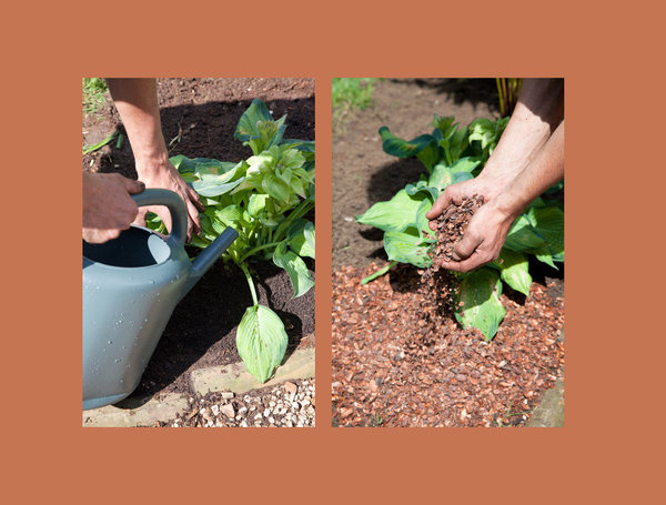 Etape 12 : Arrosez abondamment, et recouvrez la terre de paillage.