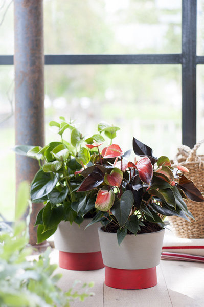 L’anthurium est parfois aussi appelé le flamant rose ou la langue de feu.