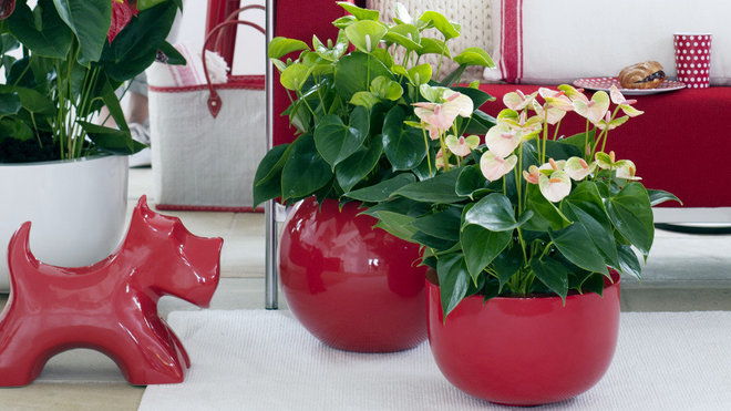 Sa bractée en forme de cœur a fait de l’anthurium un symbole de l’hospitalité. Sa bractée en forme de cœur a fait de l’anthurium un symbole de l’hospitalité.