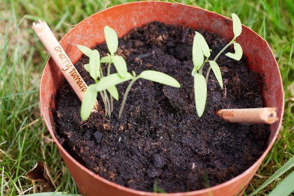 La gravure sur le crayon permet d’étiqueter la plante. Attention à ne pas trop le tailler.