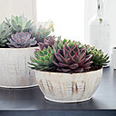 Pour qu’elle pousse plus vite, il est conseillé de rempoter l’echeveria tous les 3 ans au printemps.