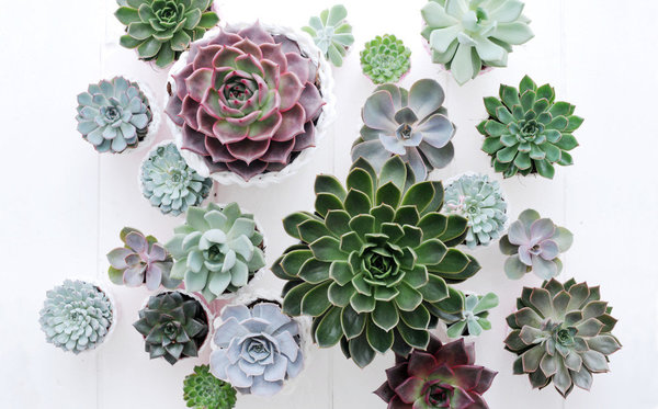 Il existe environ 150 espèces différentes d’echeveria dont les plus grosses peuvent atteindre 50 centimètres de diamètre.