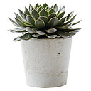 L’echeveria appartient à la famille des Crassulaceae, qui compte beaucoup de plantes succulentes.