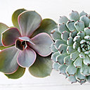 L’echeveria doit son au botaniste mexicain du 19e siècle Antansio Echeveria.