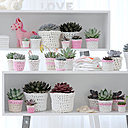 Pour se protéger des forts rayons du soleil, l’echeveria est souvent couverte de poudre, de cire ou de poils.