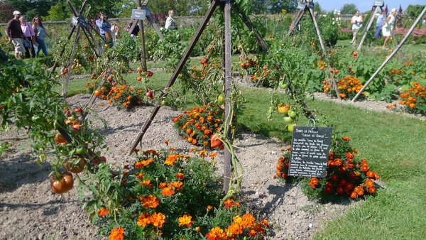 Le potager du Château de la Bourdaisière où les tomates grimpent aux tuteurs en forme de tippy.
