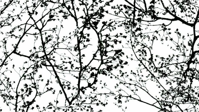 Papier vinyle expansé sur intissé. Collection Graphics Alice. Rél. 13264 70. 29,90 € le rouleau de 10,05 x 0,53 m. PS International.