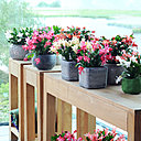 Créez une ambiance un brin tropicale grâce aux couleurs vives offertes par le cactus de Noël.