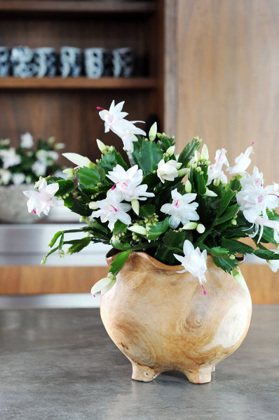 Décliné dans un coloris plus neutre, le Schlumbergera habillera vos tables de fêtes, avec goût.