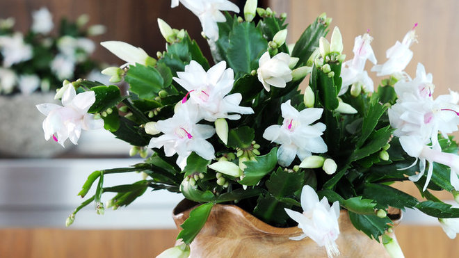 Décliné dans un coloris plus neutre, le Schlumbergera habillera vos tables de fêtes, avec goût.