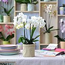 Caractérisé par une élégante silhouette longiligne et élancée, le Phalaenopsis donnera de l’allure et apportera une touche de raffinement à votre déco.